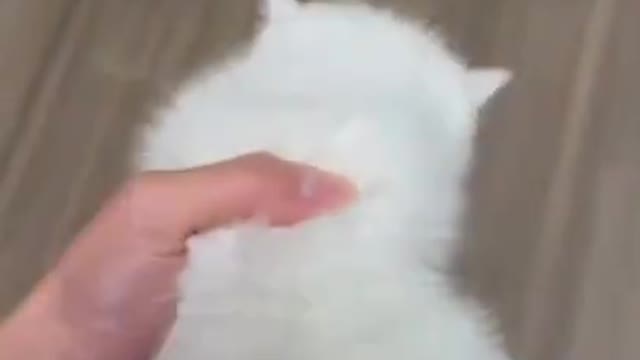 cute cat shorts❤#shorts #cutecat