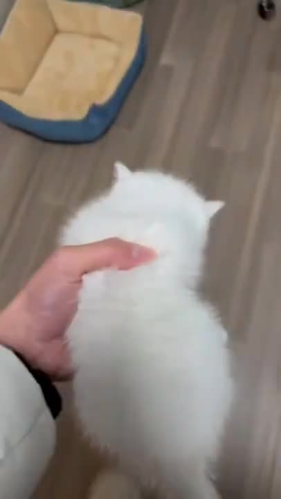 cute cat shorts❤#shorts #cutecat