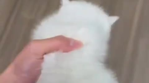 cute cat shorts❤#shorts #cutecat