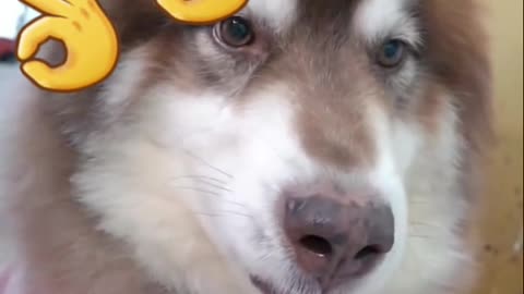 Funny dog smart dog doing fun like man