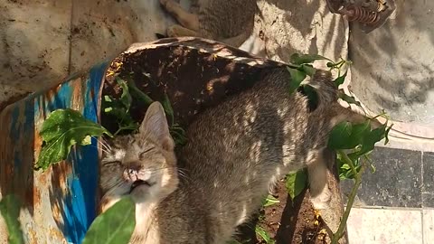 Cute kitten is in a deep sleep in the flower pot 🤫