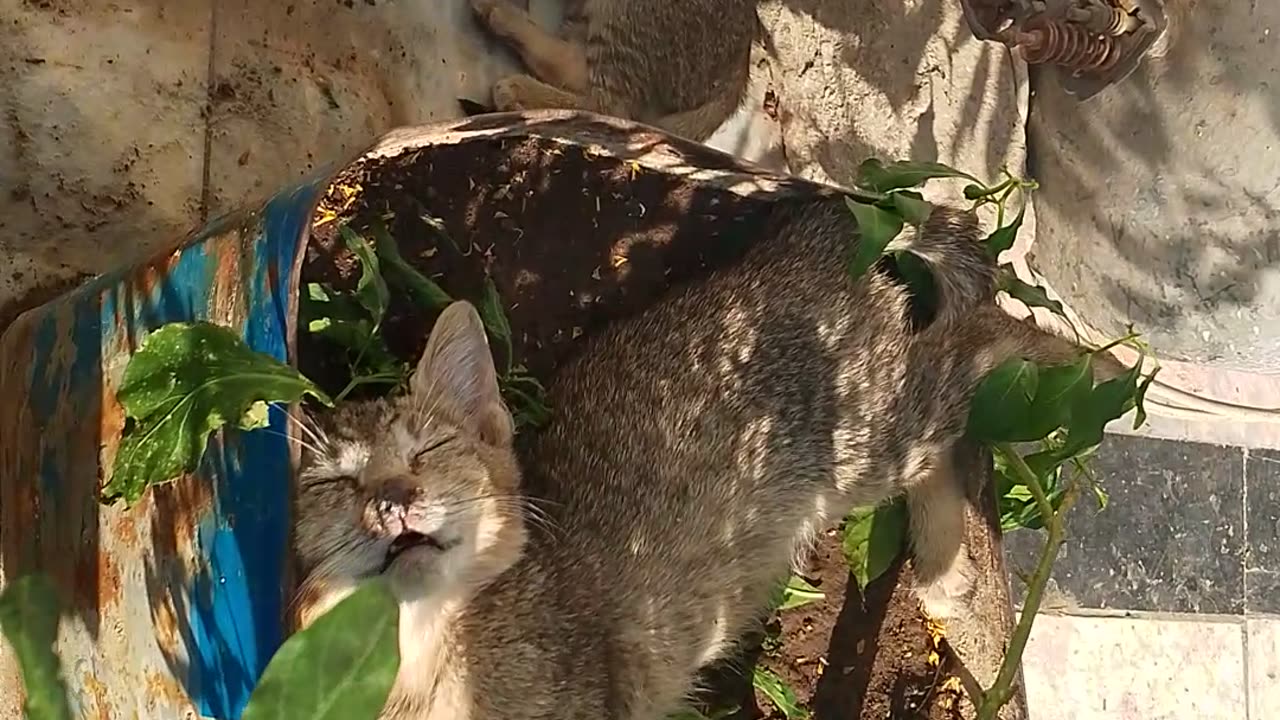 Cute kitten is in a deep sleep in the flower pot 🤫