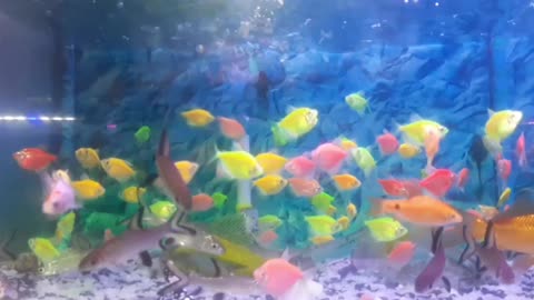 Fish Aquarium