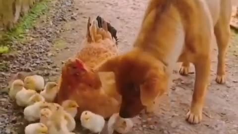 Dog 🐕 vs coq 🐓