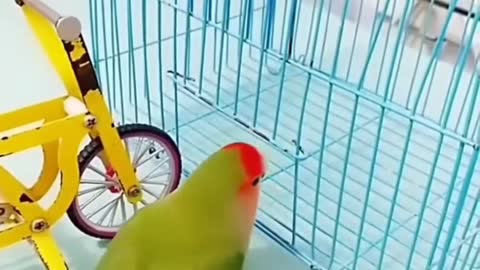 Parrot smart 😂🤣 show