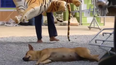 Best Funny Animal Videos funniest animals ever. relax with cute animals video