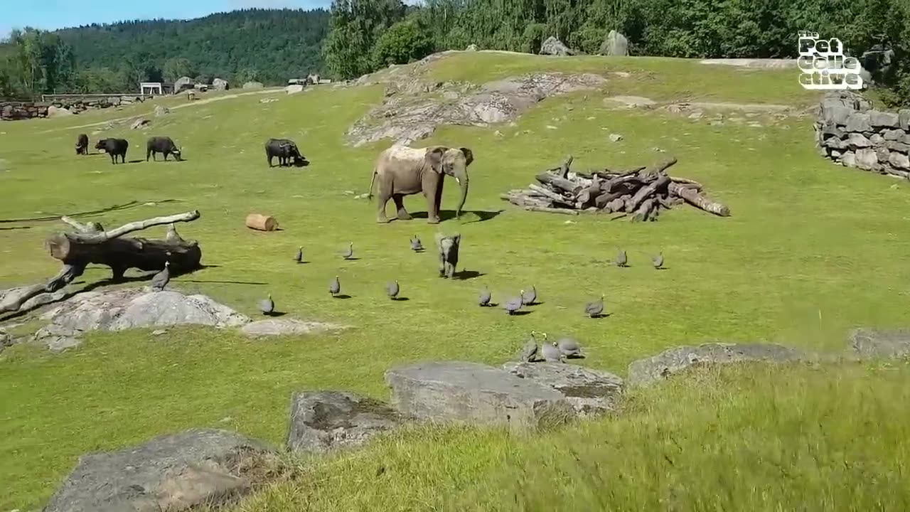 FUNNIEST Baby Animals 🤣 😂 | Best Cats, Dogs & Farm Animals
