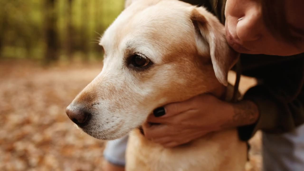 Beautiful dog videos. Beautiful dog playing with onnar