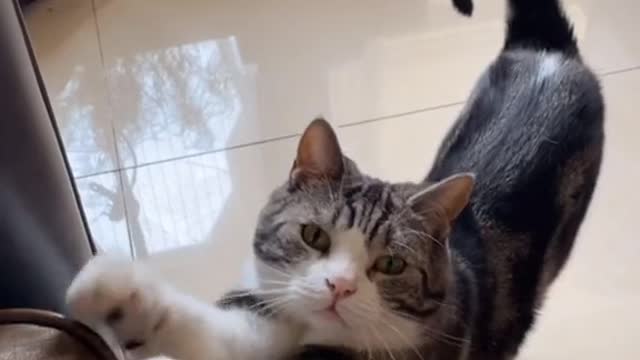 soft cat