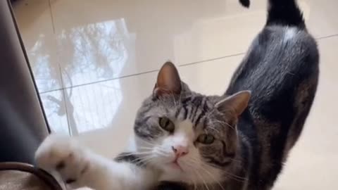 soft cat