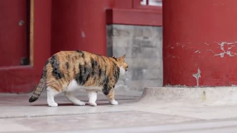 A proud, flowery cat