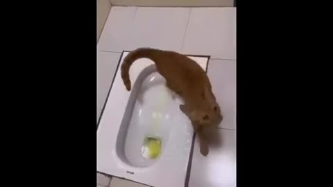 New funny animals 😂 funniest cats🐈 and dogs 🐕 videos