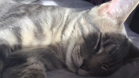 Milo is sleeping 💤❤️