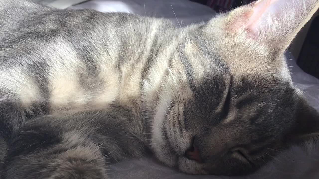 Milo is sleeping 💤❤️