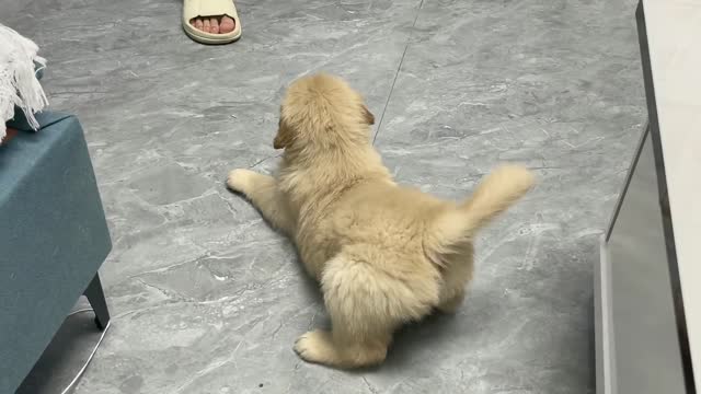 Dogs get used to it faster than cats