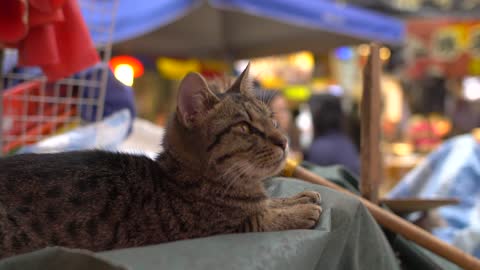 CU of Cat laid in Busy Market