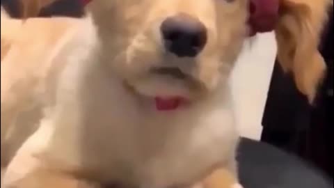 Dress up your dog with decorations
