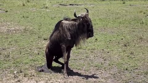 What happened to the bison