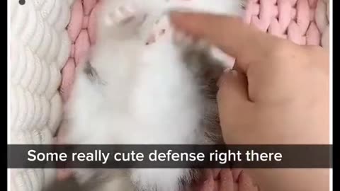 New Funny Animals, Funniest Cats and Dogs Videos 62
