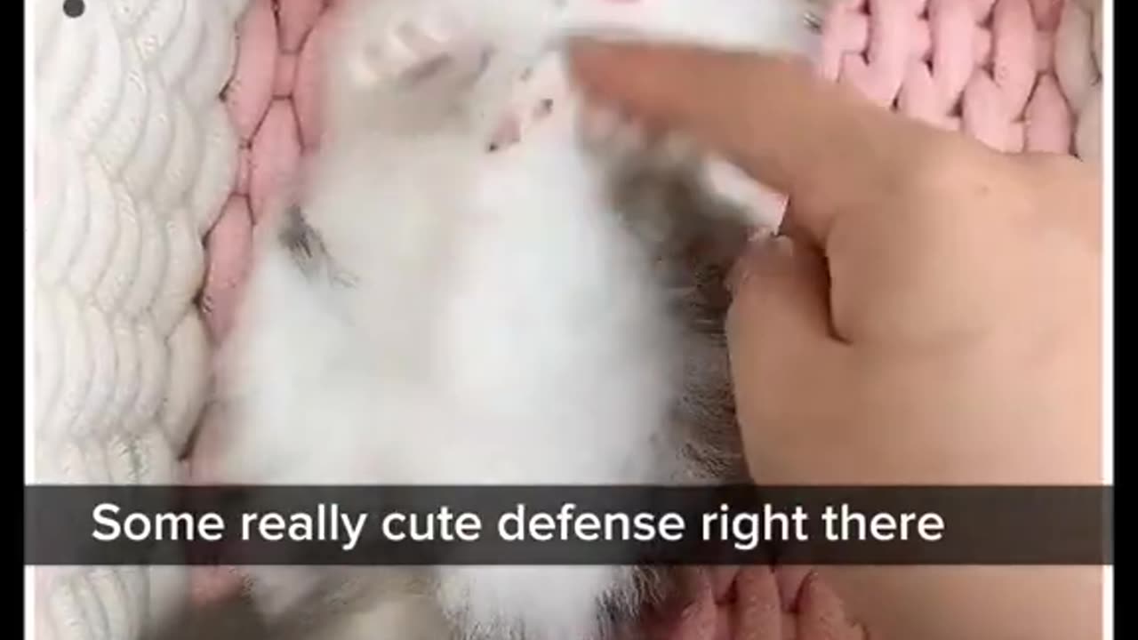 New Funny Animals, Funniest Cats and Dogs Videos 62