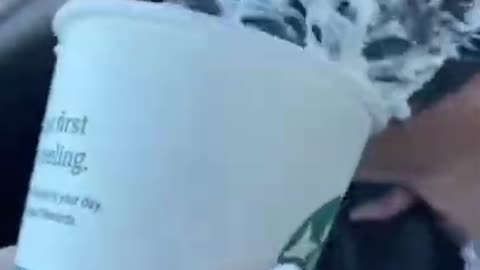 That's Kitten Favorite Drink - Funny Animal Videos 2021