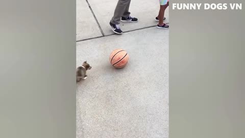 Funniest Animals Video - Funny Dogs And Cats