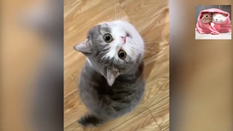 Cat videos | Fanny cat videos | pet video | kitty cat videos |