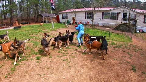 15 Shepherd Fetch with Roxane: Shepherds fighting for dominance with fetch.