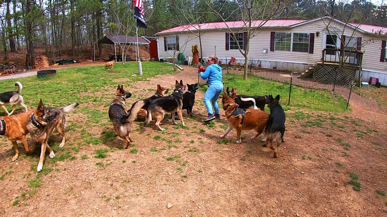 15 Shepherd Fetch with Roxane: Shepherds fighting for dominance with fetch.
