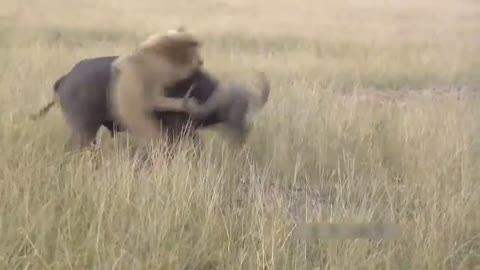 Forest animals VS Tiger fighting incredible scene