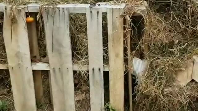 A Brief Word About Composting