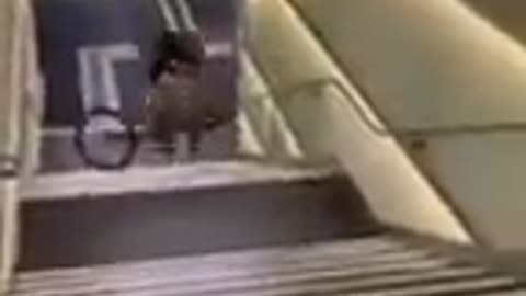 #funny fails #viral #shorts #tiktok