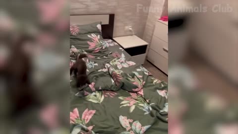 Best Cute Cats😹 and Crazy Dogs🐶 2022