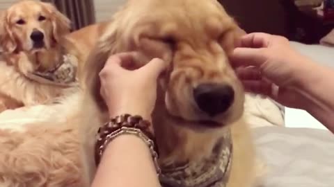 Retriever Loves a Good Face Rub