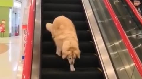 Cats and dogs funny videos