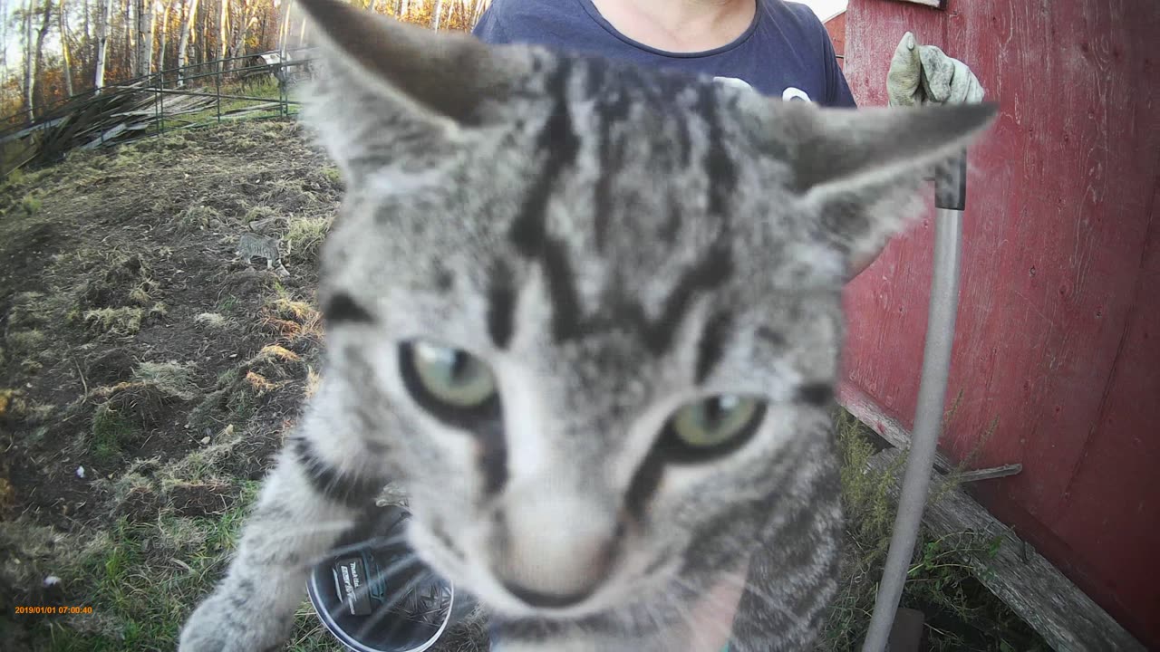 cat