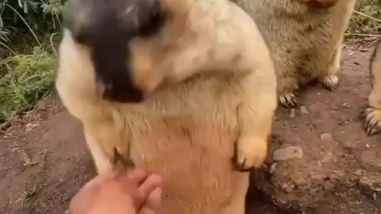 Would you squish them, look at their cut little arms