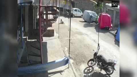 Animal compilation 4