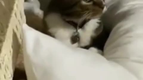funny animals