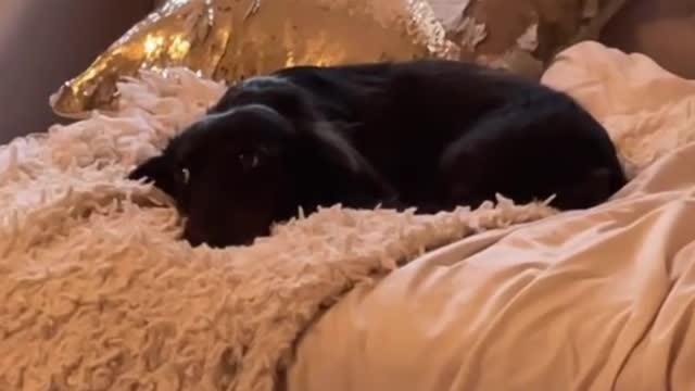 He is so lazy that he doesn't want to move on the sofa