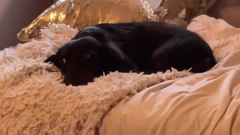 He is so lazy that he doesn't want to move on the sofa