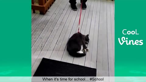 Perros y gatos...gracioso