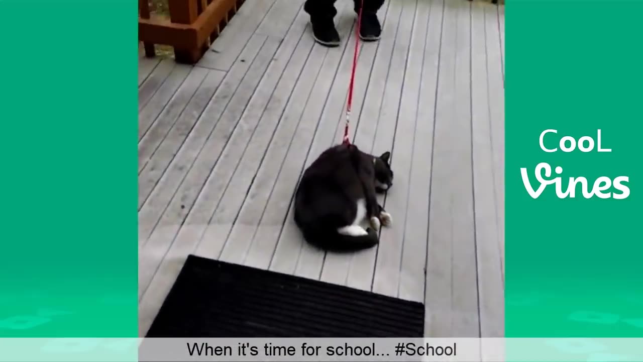 Perros y gatos...gracioso