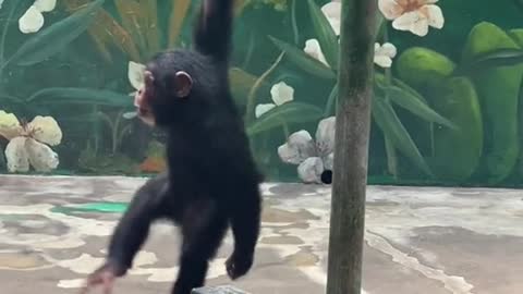 orangutans