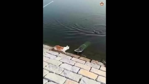 Hilarious Cat Compilation 2 😂: Non-Stop Laughs! #animalfunny #lol #unexpected #funnymoments