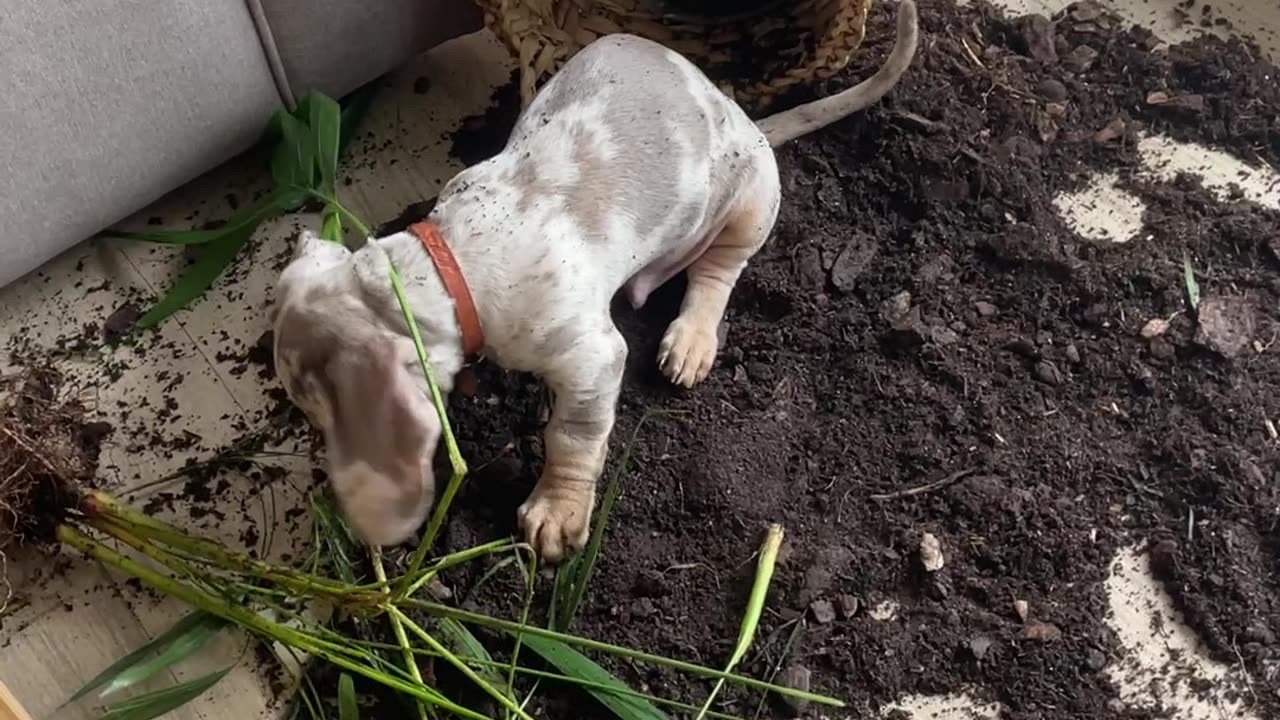 Dachshund Puppy Makes Big Mess With Houseplant