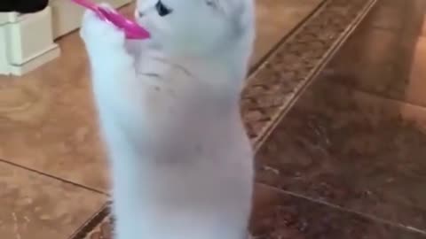 Animal comedy