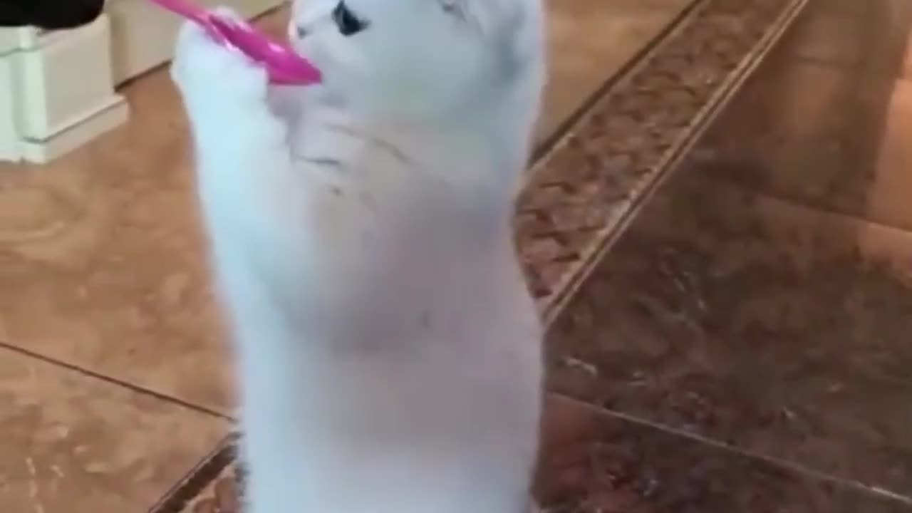Animal comedy