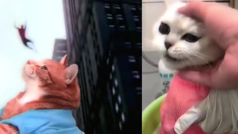 so wo all konw my cat is a famous singer