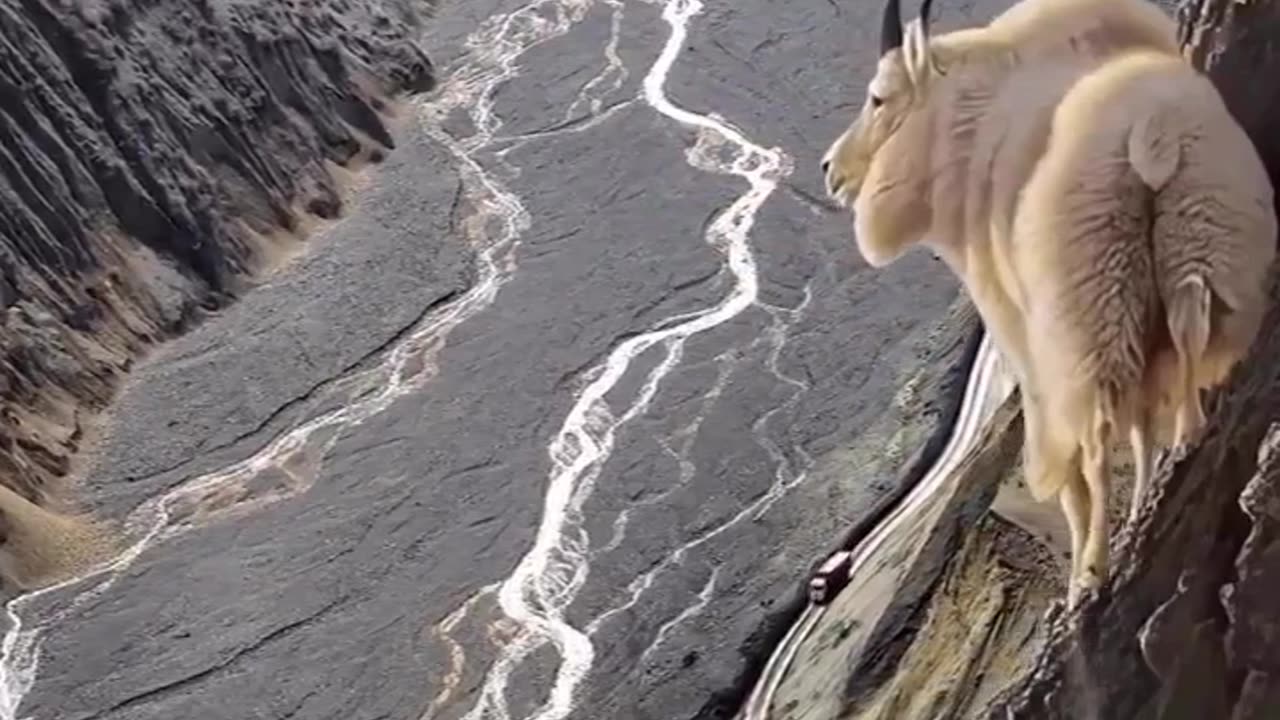Animal top video